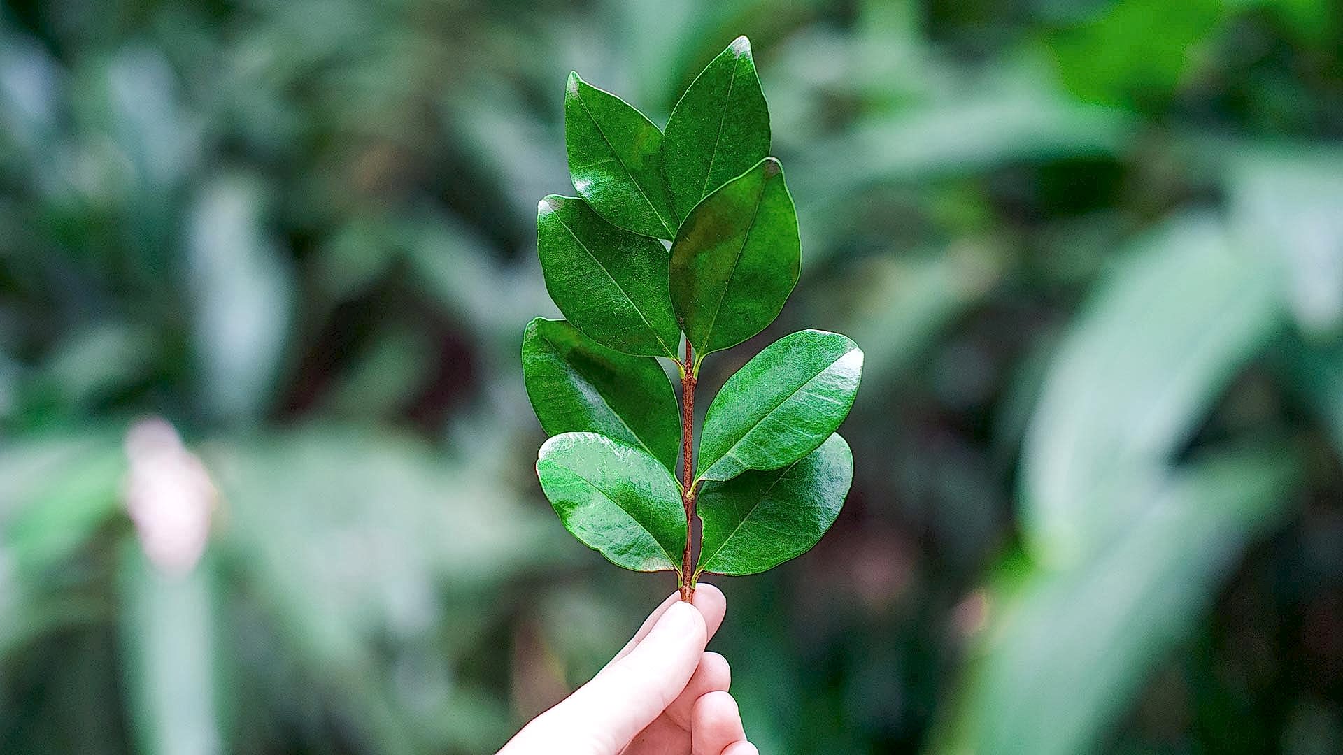 EE Window Leaf